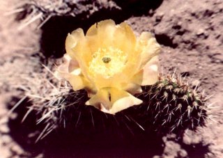 Cactus blossom