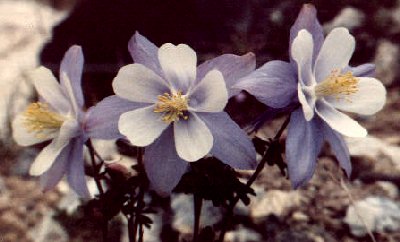 Colorado Columbine
