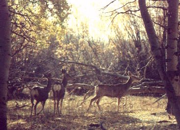 Friendly with wildlife