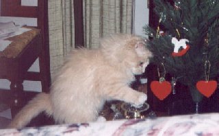 Celebrating the holiday