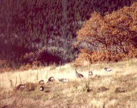 Wild turkeys