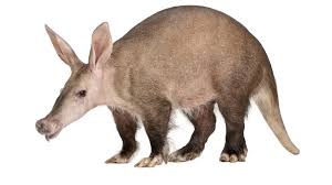 aardvark