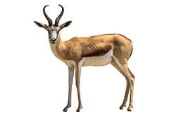 antelope