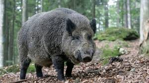 boar