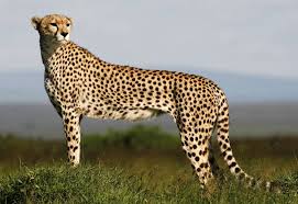 cheetah