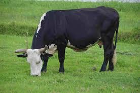 Cow