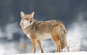 coyote