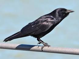 crow