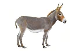 donkey