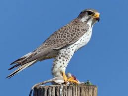falcon