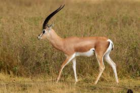 gazelle