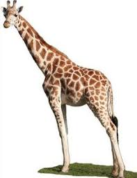 giraffe
