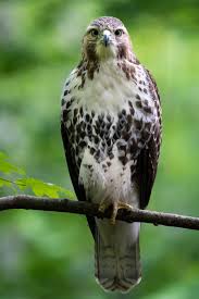 Hawk