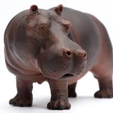 Hippopotamus