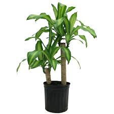 houseplant