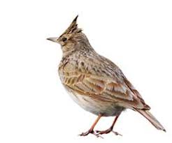 lark