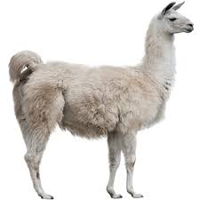 llama