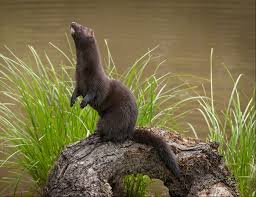 Mink