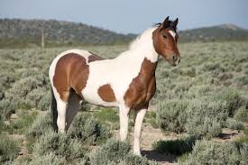 Mustang