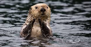 otter