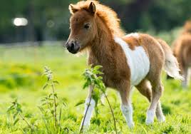 pony
