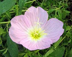 primrose
