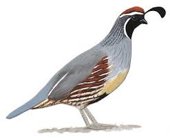 quail