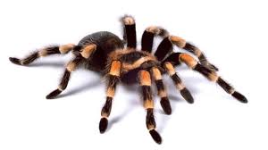 tarantula
