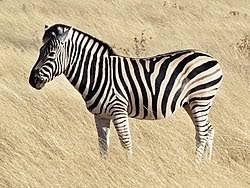 zebra